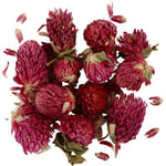 Creativ Torkade blommor - Rödklöver 15 g