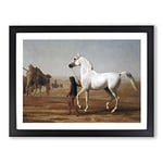Jacques Laurent Agasse The Wellesley Grey Arabian Classic Painting Framed Wall Art Print, Ready to Hang Picture for Living Room Bedroom Home Office Décor, Black A2 (64 x 46 cm)