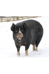 Snowy Pig Christmas Card