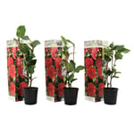 Plant In A Box - Camellia japonica - Set de 3 - Rouge - Roses - Pot 9cm - Hauteur 25-40cm - Rouge