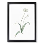 Big Box Art Spring Garlic Flowers by Pierre-Joseph Redoute Framed Wall Art Picture Print Ready to Hang, Black A2 (62 x 45 cm)