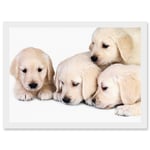 Puppys Golden Retriever Dog Pet Labrador Cute A4 Artwork Framed Wall Art Print