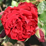Omnia Garden Storblommig Klätterros Crazy in Love Red Rosa "Crazy Red", 1-pack GTG27831