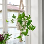 IKEA IKEA EPIPREMNUM ampelväxt, gullranka, 17 cm, cm 17 cm