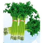 Four Seasons Small Parsley Seeds - Small Celery Seeds 30Seeds/Bag