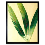 Modern Fan Palm Tree Leaf Detail Study Illustration Art Print Framed Poster Wall Decor 12x16 inch