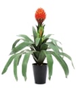 EUROPALMS Bromelia, artificial, 68cm, Europalms Bromelia, 68cm