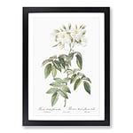 Big Box Art Musk Rose in White by Pierre-Joseph Redoute Framed Wall Art Picture Print Ready to Hang, Black A2 (62 x 45 cm)