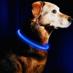 Prylex Hundhalsband LED - Justerbart -  Blå (Färg: Blå)
