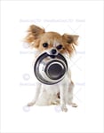 Wee Blue Coo PHOTO COMPOSITION ANIMAL PET DOG CHIHUAHUA METAL FOOD BOWL CUTE PRINT B12X8232