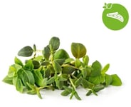 Click and Grow And Smart Garden Refill 9-pack - Grön salladsmix