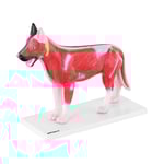 physa Hund - Anatomisk modell Inre organ