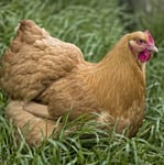 Buff Orpington Hen Sound Greeting Card Any Occasion Call Of The Wild Cards