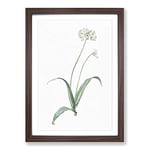 Big Box Art Spring Garlic Flowers by Pierre-Joseph Redoute Framed Wall Art Picture Print Ready to Hang, Walnut A2 (62 x 45 cm)