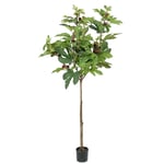 Mr Plant, Fikonträd 150 cm