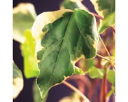 Algerisk Murgröna OMNIA GARDEN Hedera algeriensis 'Gloire de Marengo' 1-pack