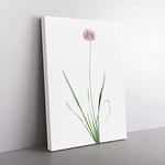 Mouse Garlic Flower By Pierre Joseph Redoute Vintage Canvas Wall Art Print Ready to Hang, Framed Picture for Living Room Bedroom Home Office Décor, 50x35 cm (20x14 Inch)