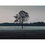 Wee Blue Coo LTD PHOTO LANDSCAPE LONE TREE MISTY GROUND WALL ART PRINT PICTURE POSTER HP2724