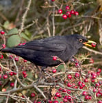 Berry Eating Blackbird Sound Greeting Card Any Occasion Call Of The Wild Cards
