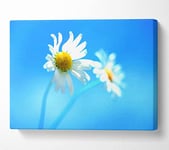 Duo Daisy Skies Canvas Print Wall Art - Large 26 x 40 Inches