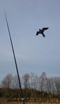 Fågelskrämma: Drake (6 meter)