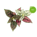 Click & Grow and - Smart Garden Refill 3-pack Polka Dot Plant (SGR48X3)